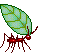 A gif of an ant holding a leaf, walking around
