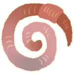 An earthworm curled into a spiral